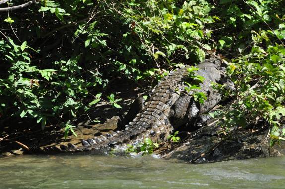 Um enorme e ameaçador crocodilo na entrada do Canyon del Sumidero, em Chiapa del Corso, no México